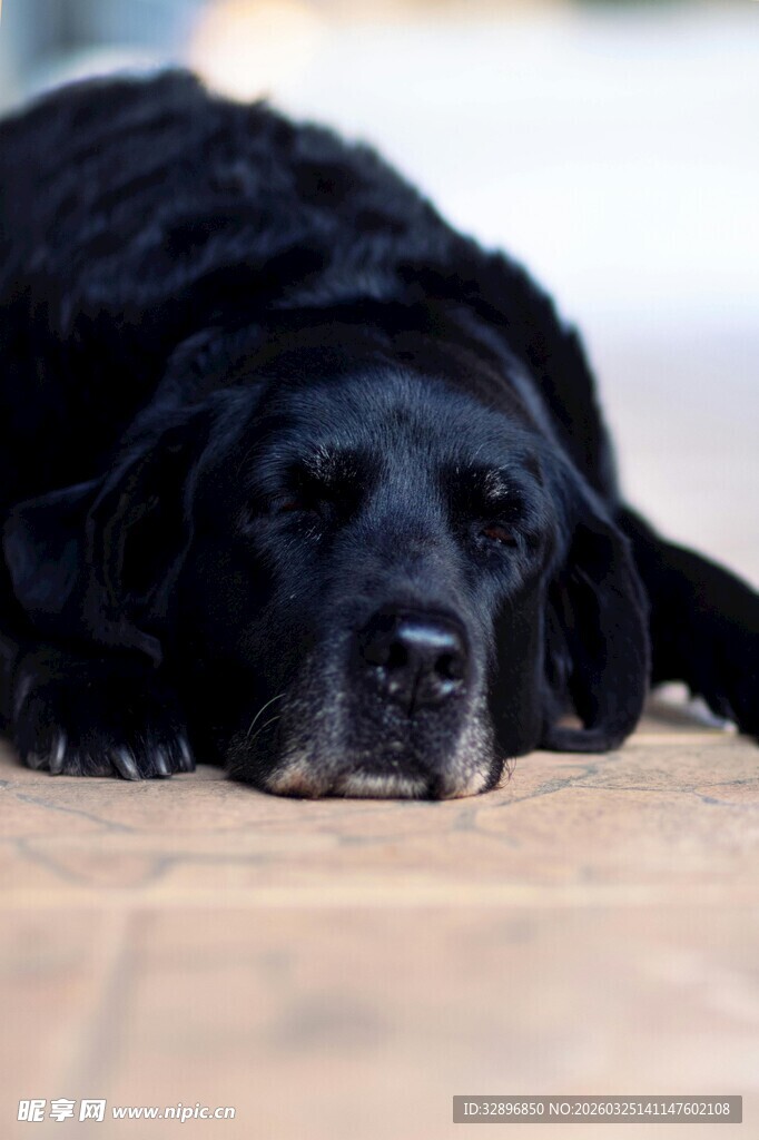 趴着的黑色拉布拉多犬