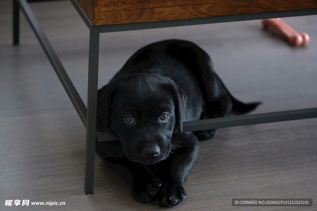 桌下小黑狗