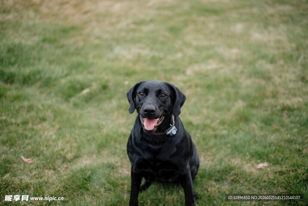 草地上的黑色拉布拉多犬