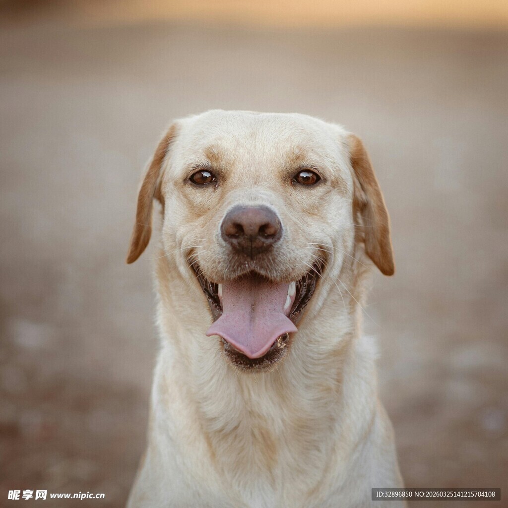 微笑的拉布拉多犬