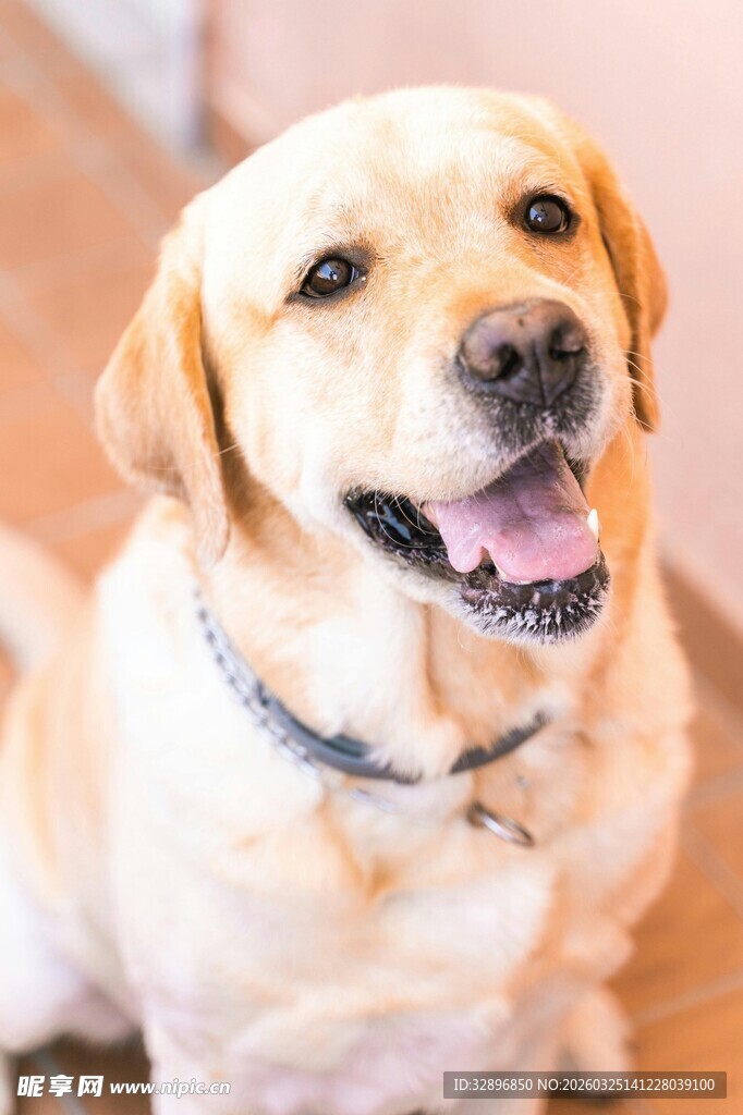 可爱拉布拉多狗狗特写
