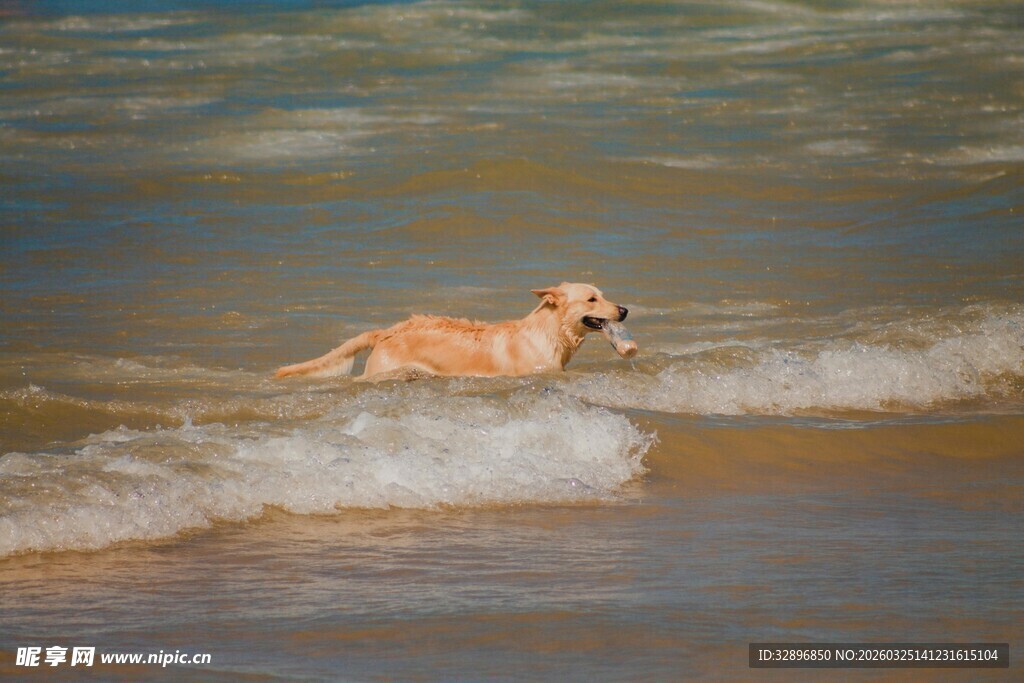 小狗在海浪中嬉戏