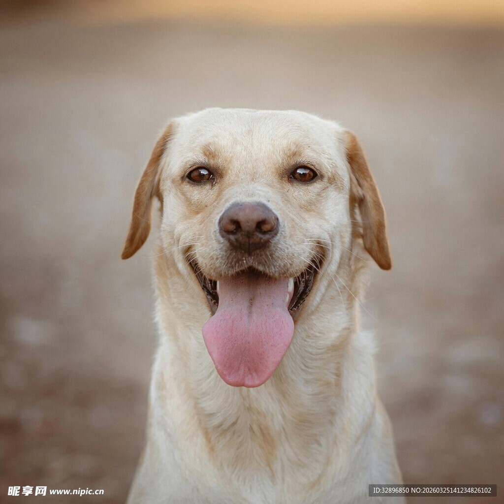 可爱拉布拉多吐舌微笑