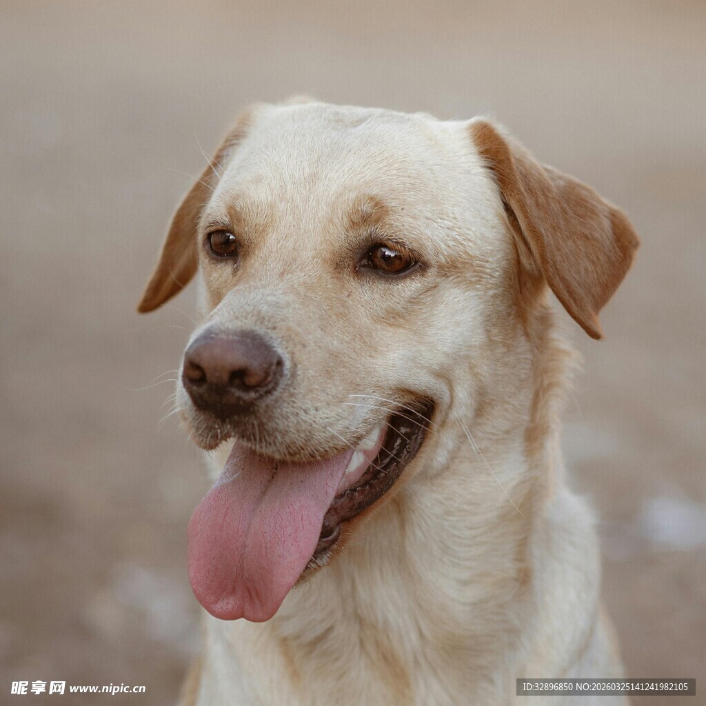 可爱拉布拉多吐舌微笑