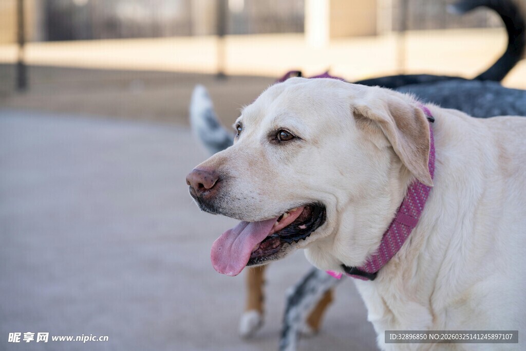 戴粉项圈的可爱拉布拉多