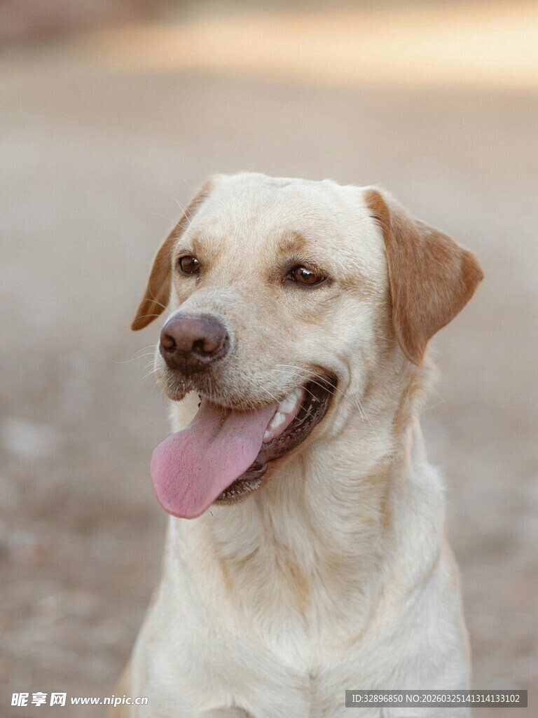 可爱拉布拉多吐舌微笑