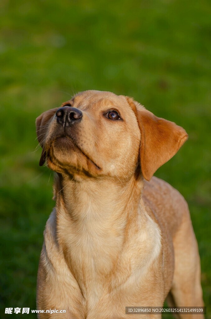 可爱黄狗草地仰头
