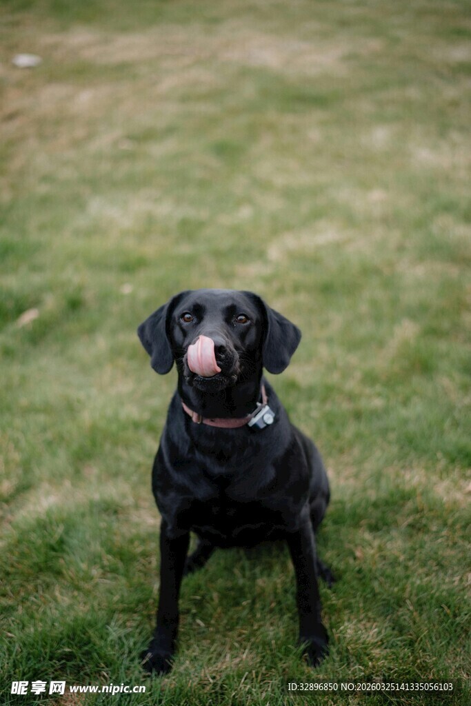 黑色拉布拉多在草地上吐舌