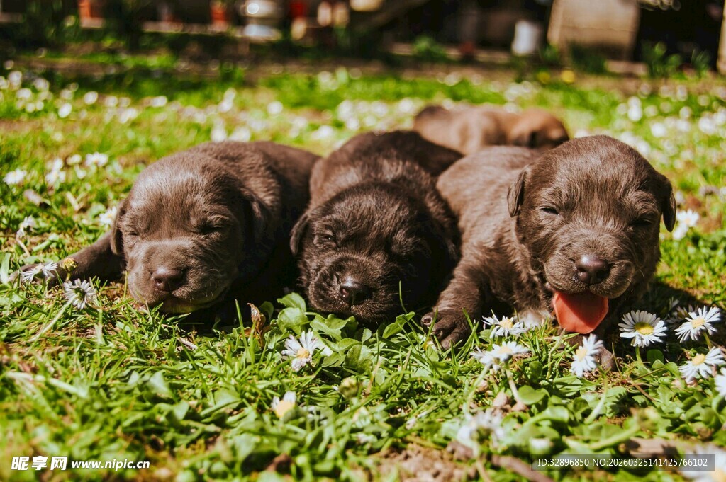 草地上的可爱棕色幼犬