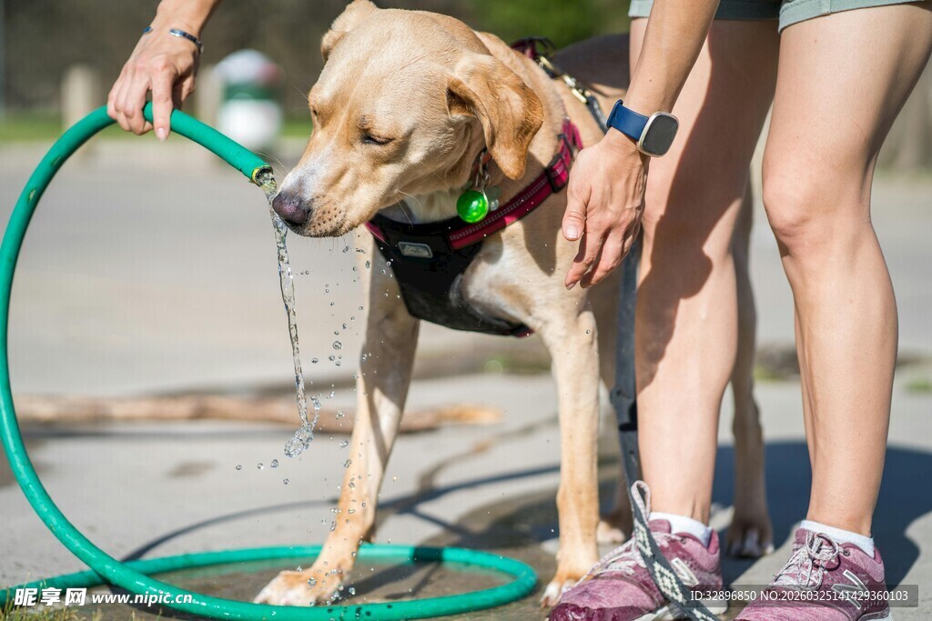 狗狗用软管喝水的温馨瞬间