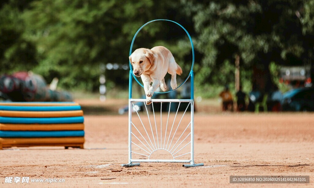 狗狗跨越障碍瞬间