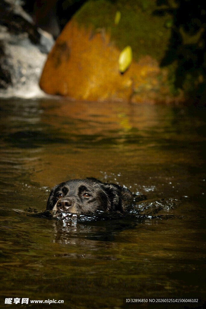 水中露头的可爱水獭