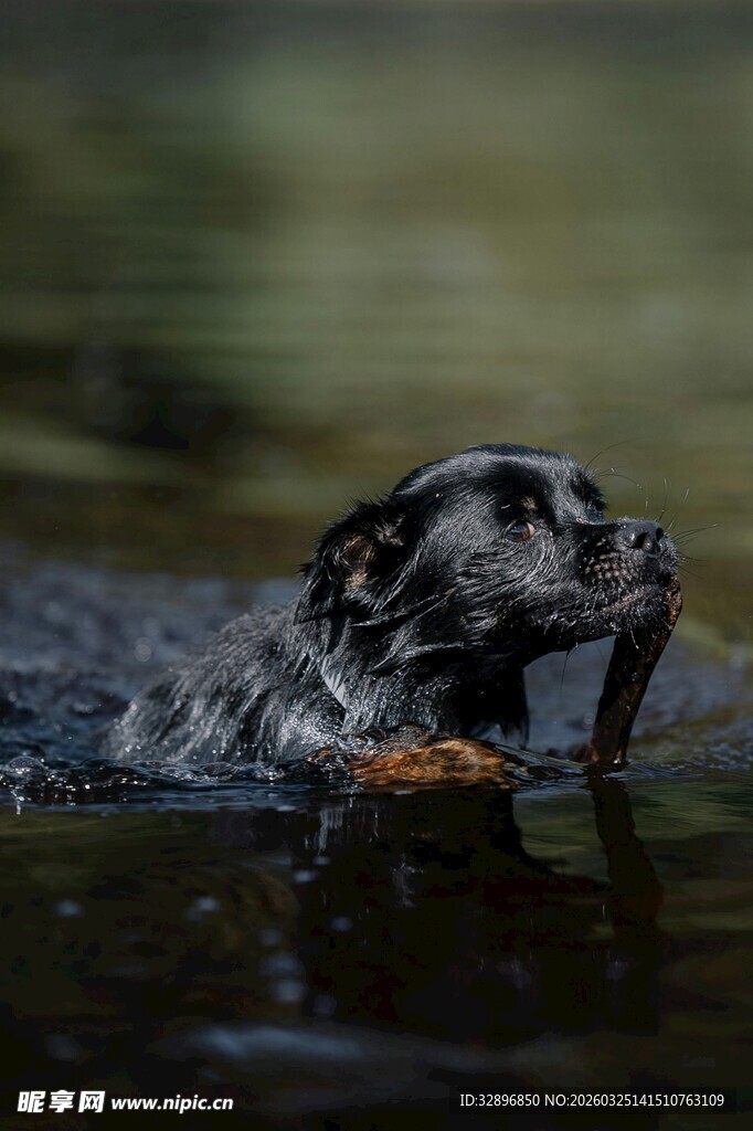 水中猎犬叼物瞬间
