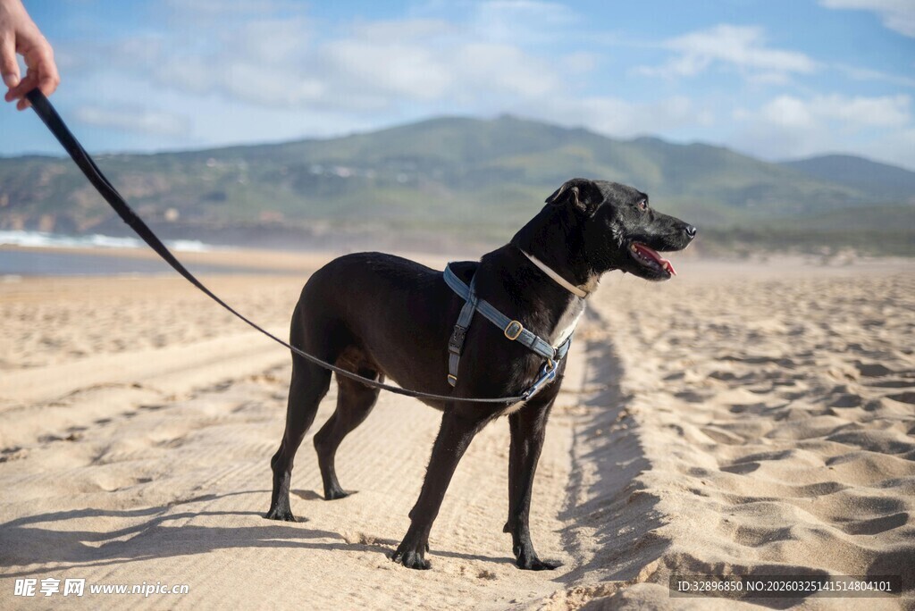 沙滩上被牵引的黑色狗狗