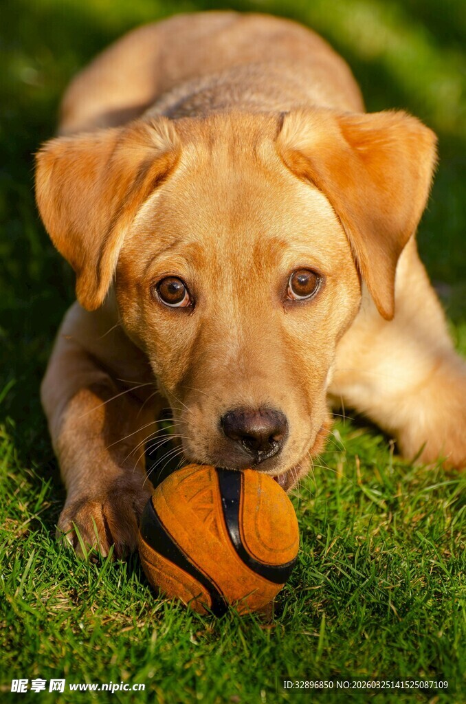 趴在草地玩球的可爱狗狗