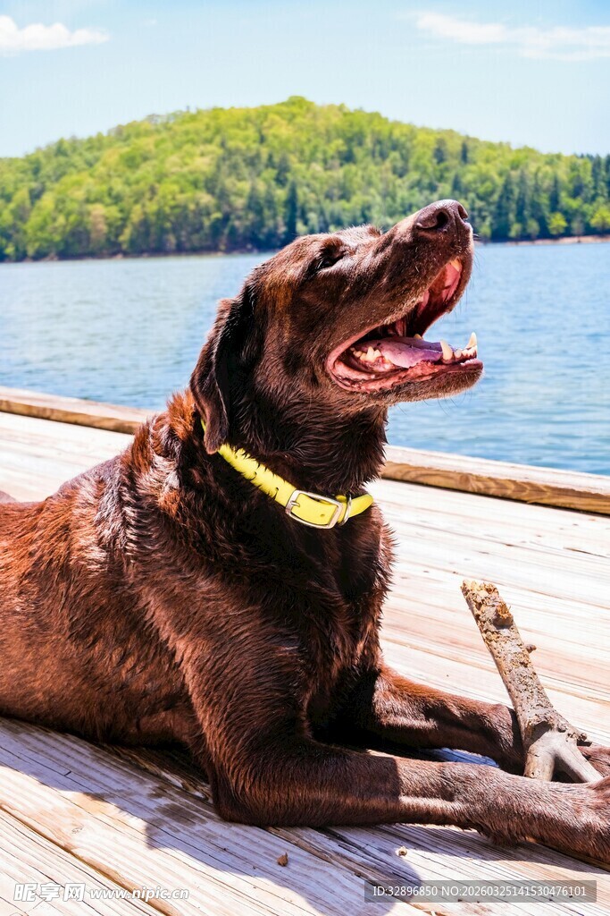 湖畔棕犬惬意躺木板