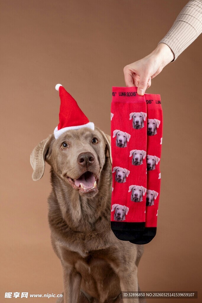 戴帽狗狗与圣诞袜