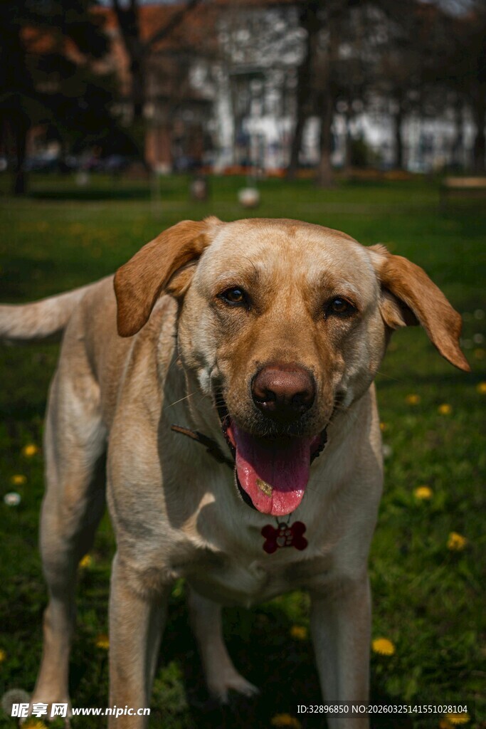 草地中的快乐拉布拉多犬