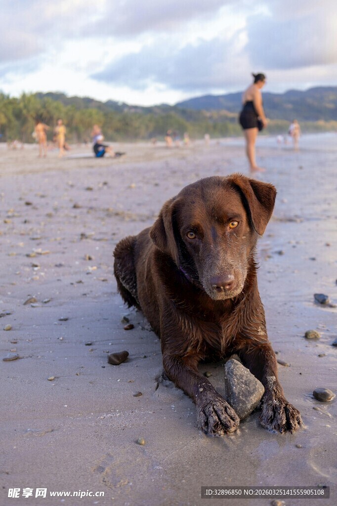 沙滩上休憩的棕色狗狗