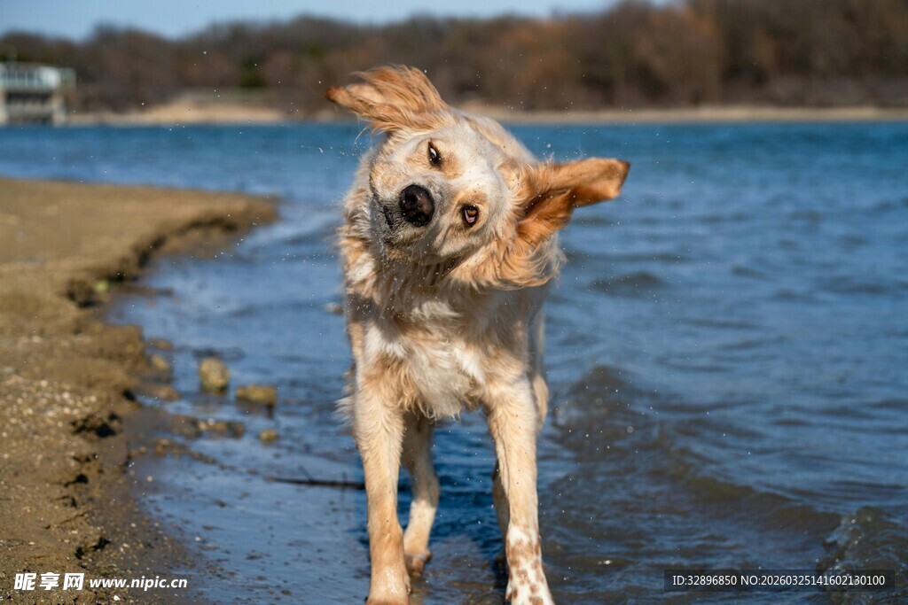 小狗岸边玩水甩动毛发