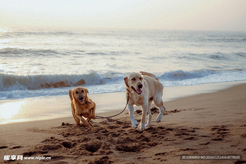 海滩上玩耍的两只可爱狗狗
