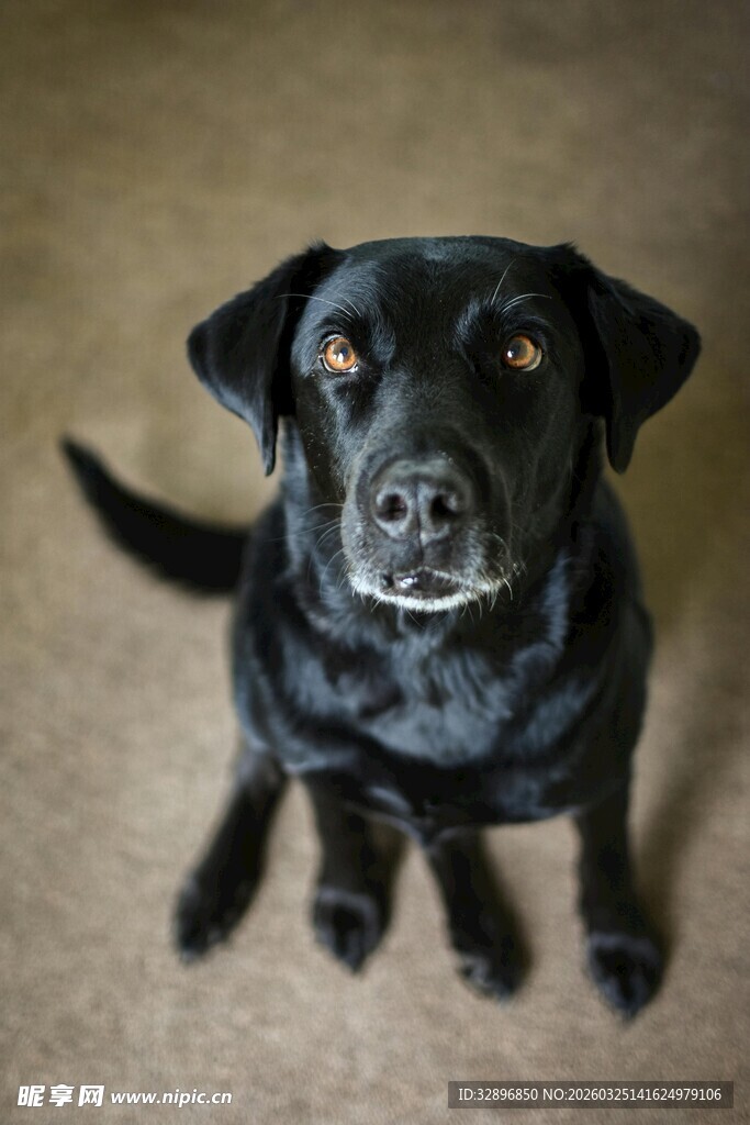 可爱黑犬坐地望镜头