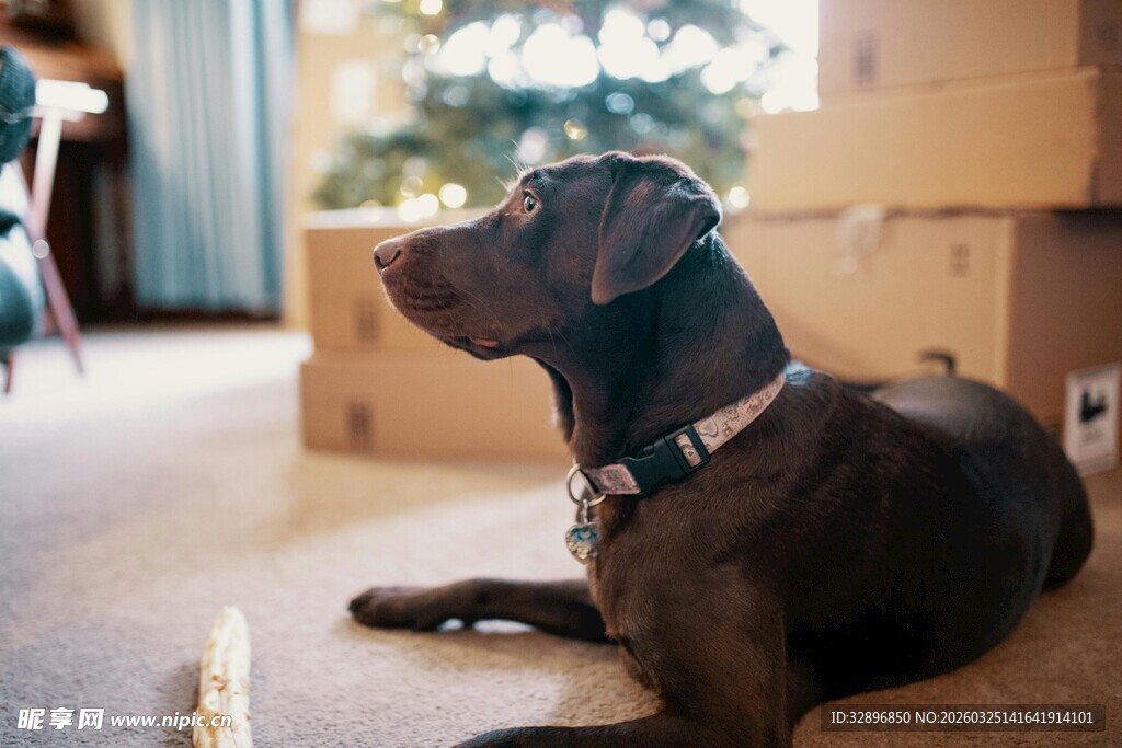 黑狗趴地望向远方