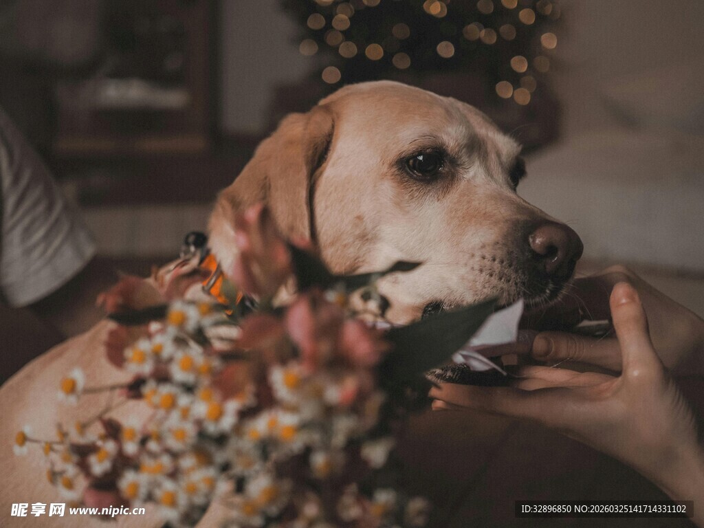 花饰萌犬温柔互动瞬间