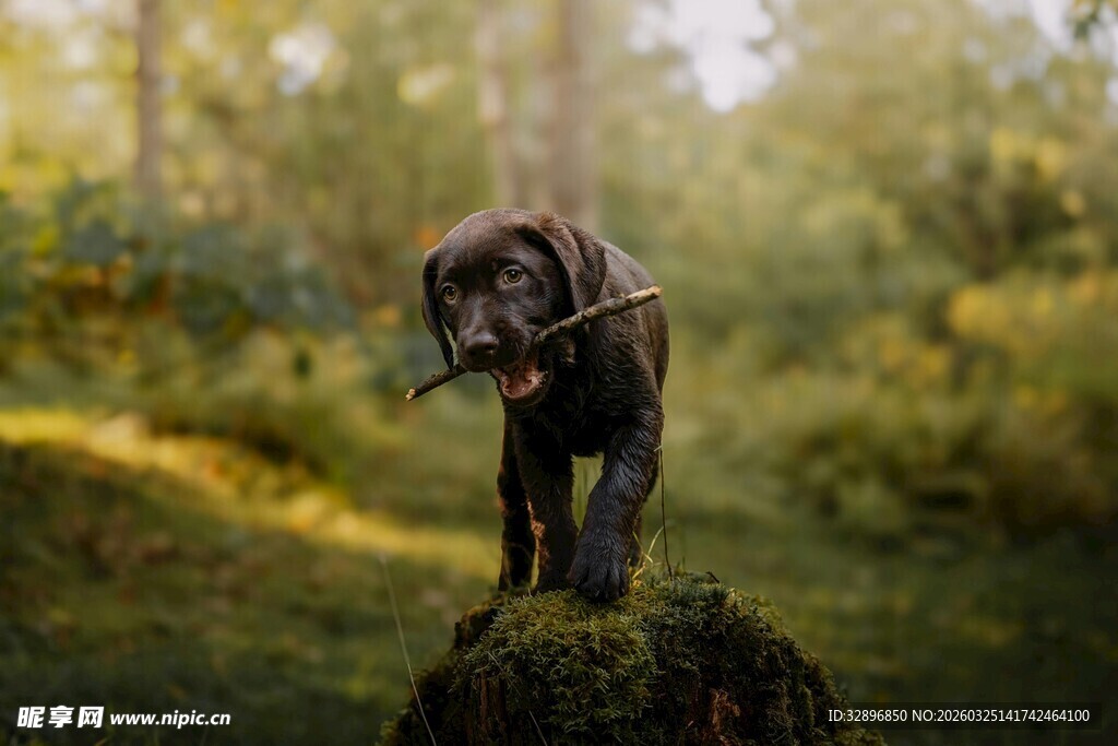 林间叼枝小狗的惬意瞬间