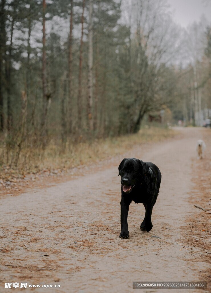 林间小路上的黑色狗狗