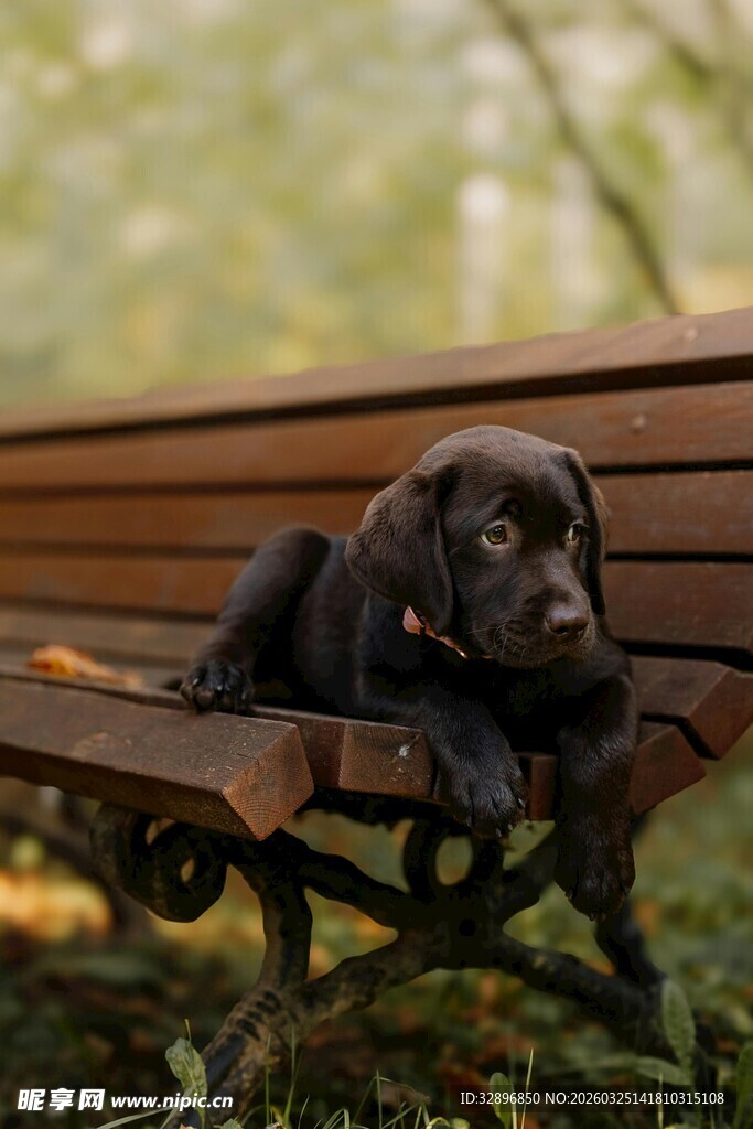 长椅上的黑色小狗