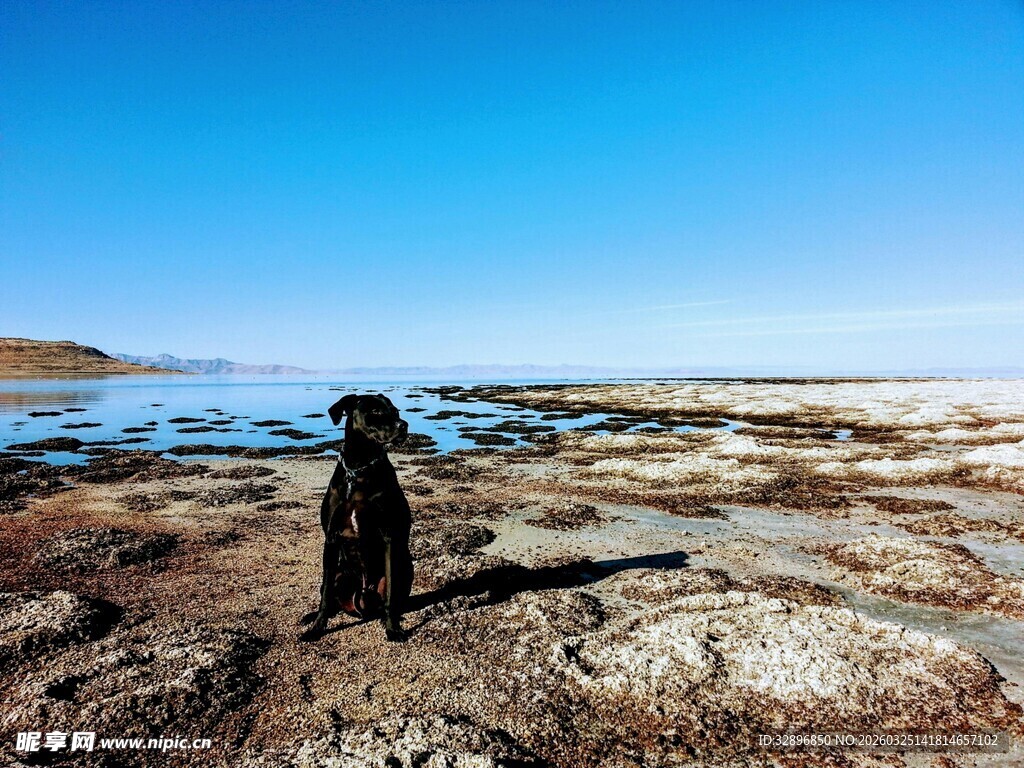 孤独小狗眺望水边风景