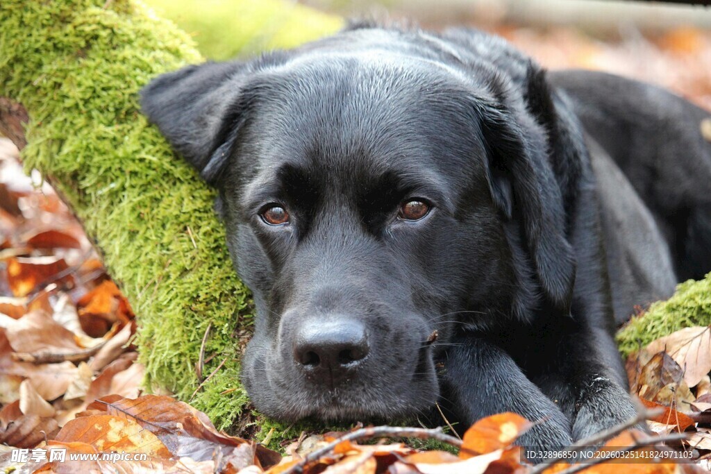 趴在落叶上的黑色拉布拉多