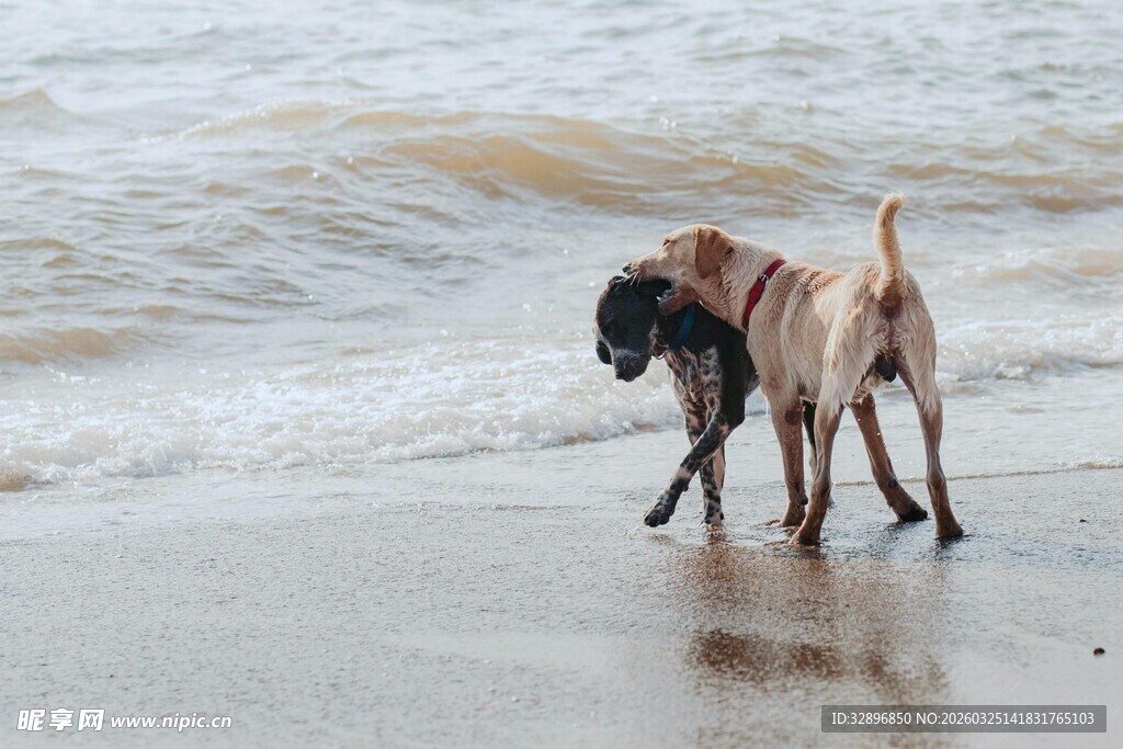 海滩上玩耍的两只狗狗