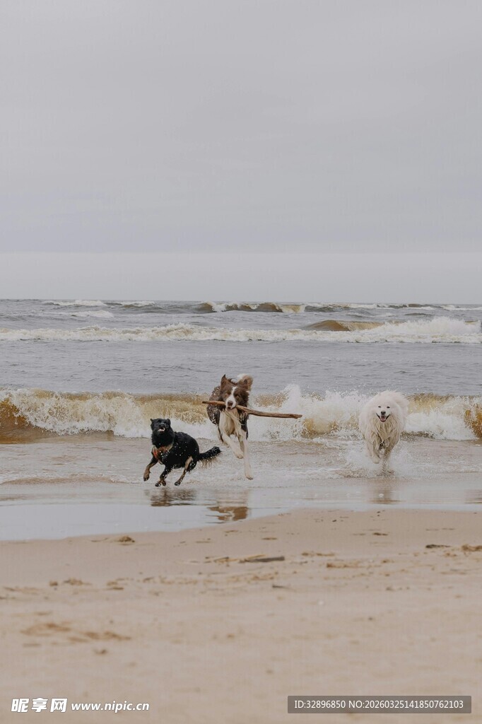 海滩上奔跑的活力狗狗