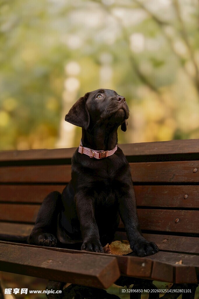 长椅上的可爱黑狗狗