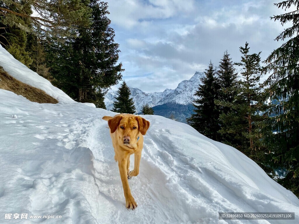 雪地中漫步的黄狗