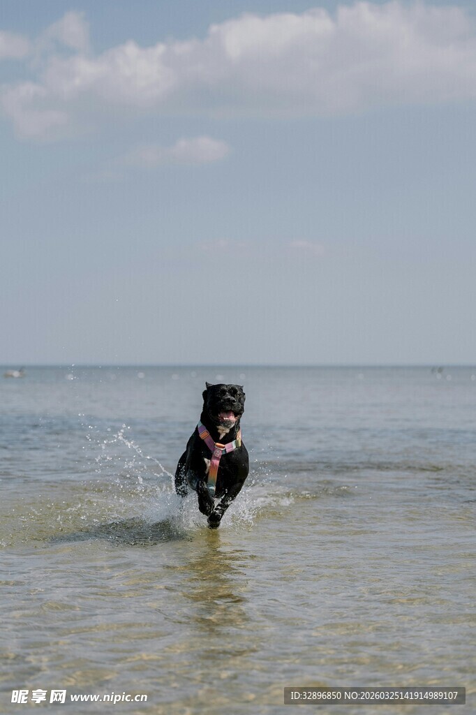 海边奔跑的欢乐狗狗