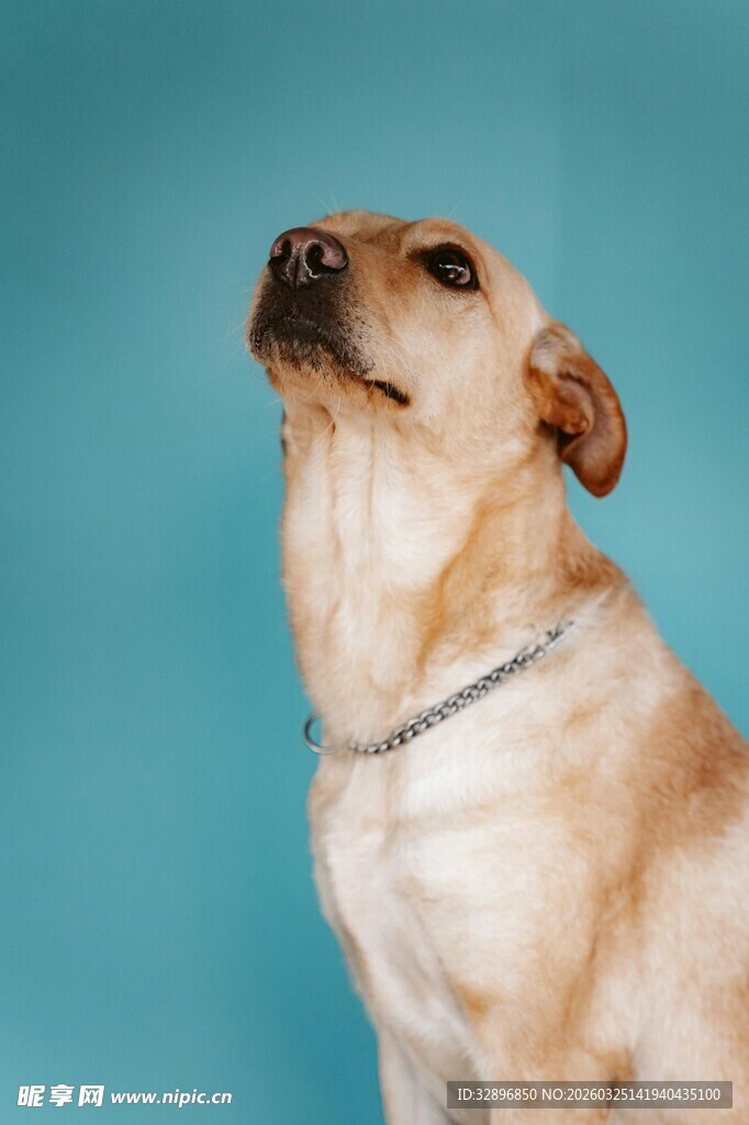 仰头的可爱黄狗