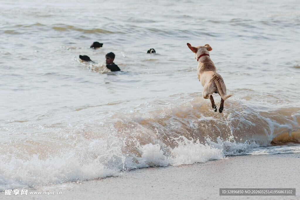 海边小狗与鸭子嬉戏瞬间