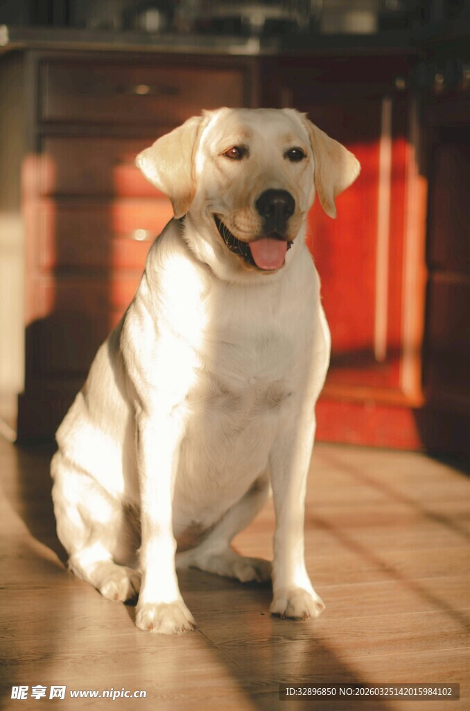 可爱拉布拉多坐于木地板上
