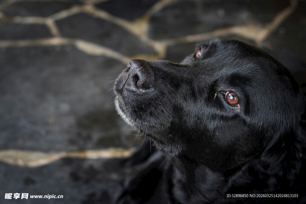 仰头的黑色小狗