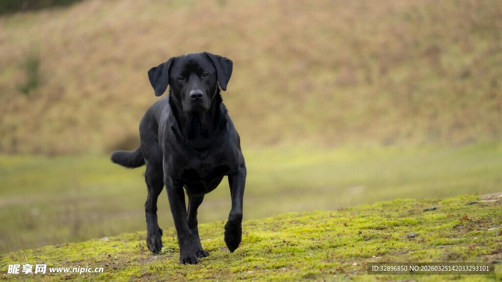 黑犬在草地中奔跑