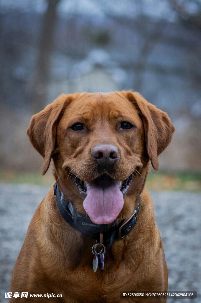 棕色拉布拉多吐舌微笑