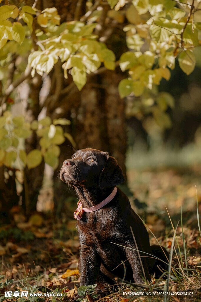 秋日树下的可爱狗狗