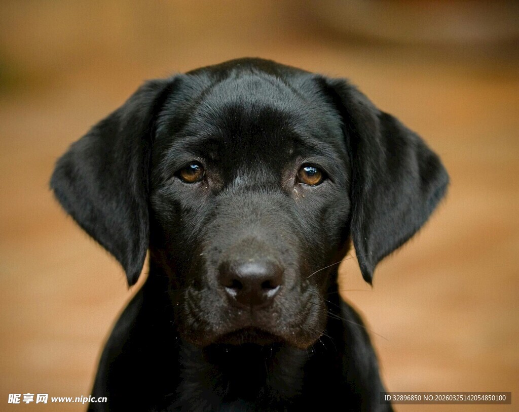 可爱黑拉布拉多幼犬特写