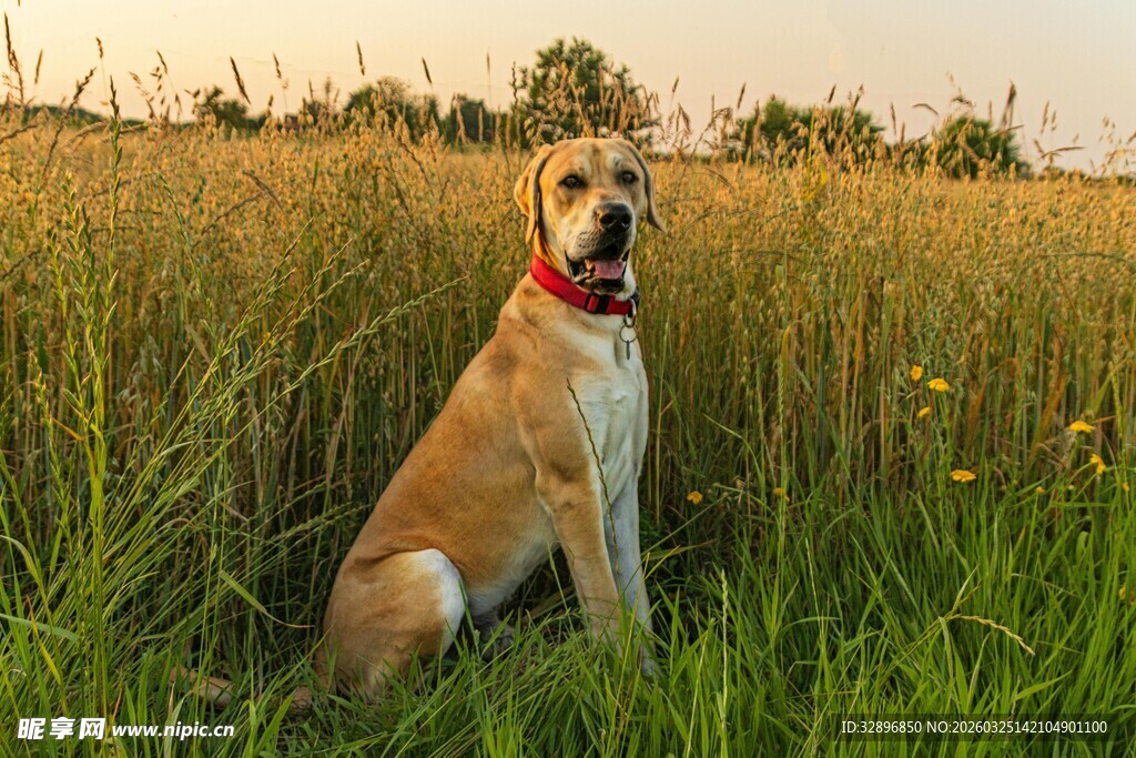 田野中静坐的大狗