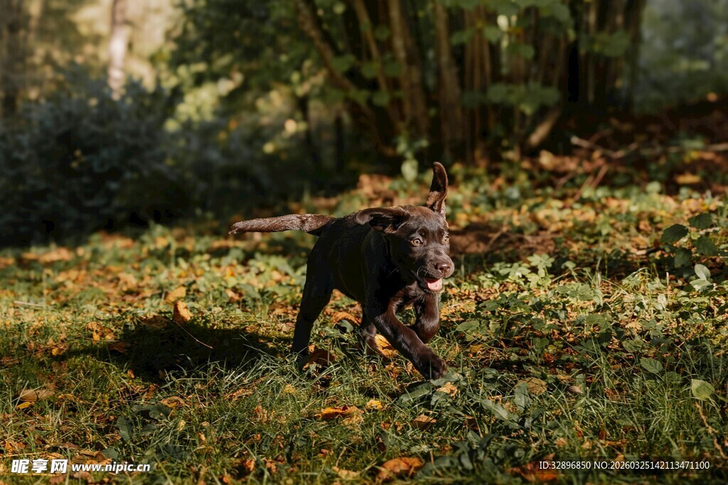 林间漫步的狗狗