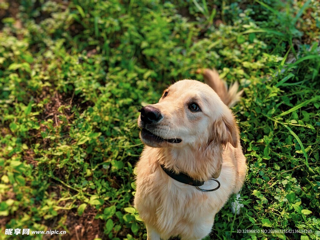 草地中的可爱金毛犬