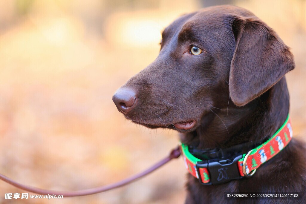 戴项圈的可爱黑色拉布拉多